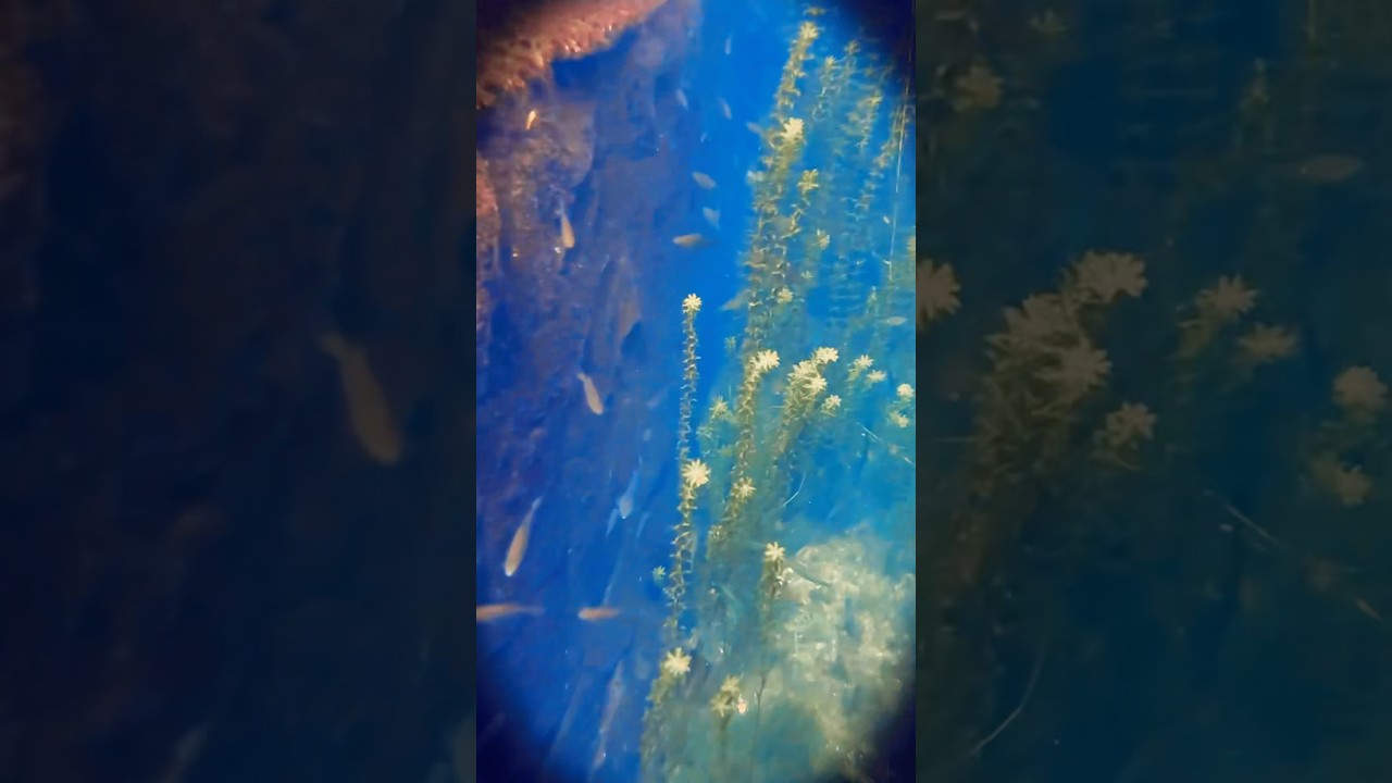 Roots . Under water world with GoPro 