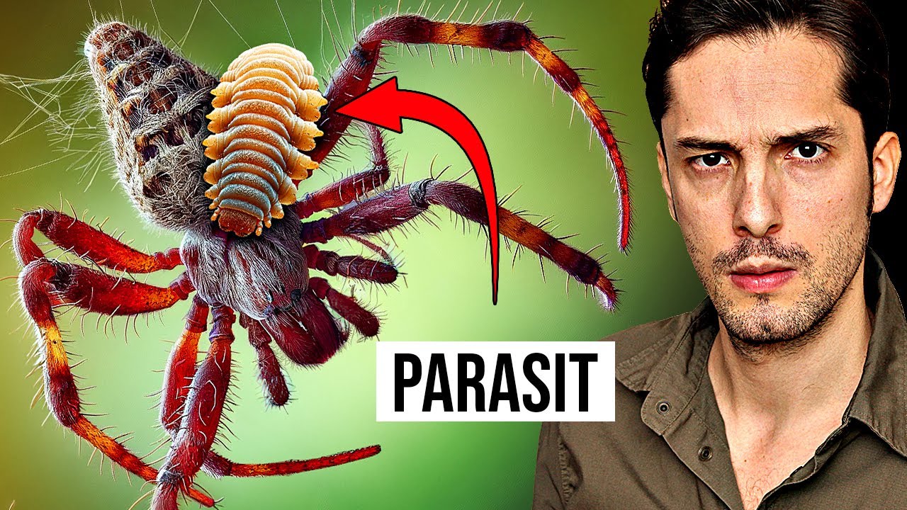 Parasit tötet Spinnen auf grausame Art und Weise!