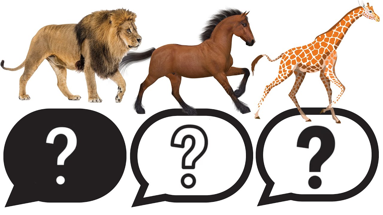 Animal Fact Quiz: Can You Guess? 動物小常識測驗