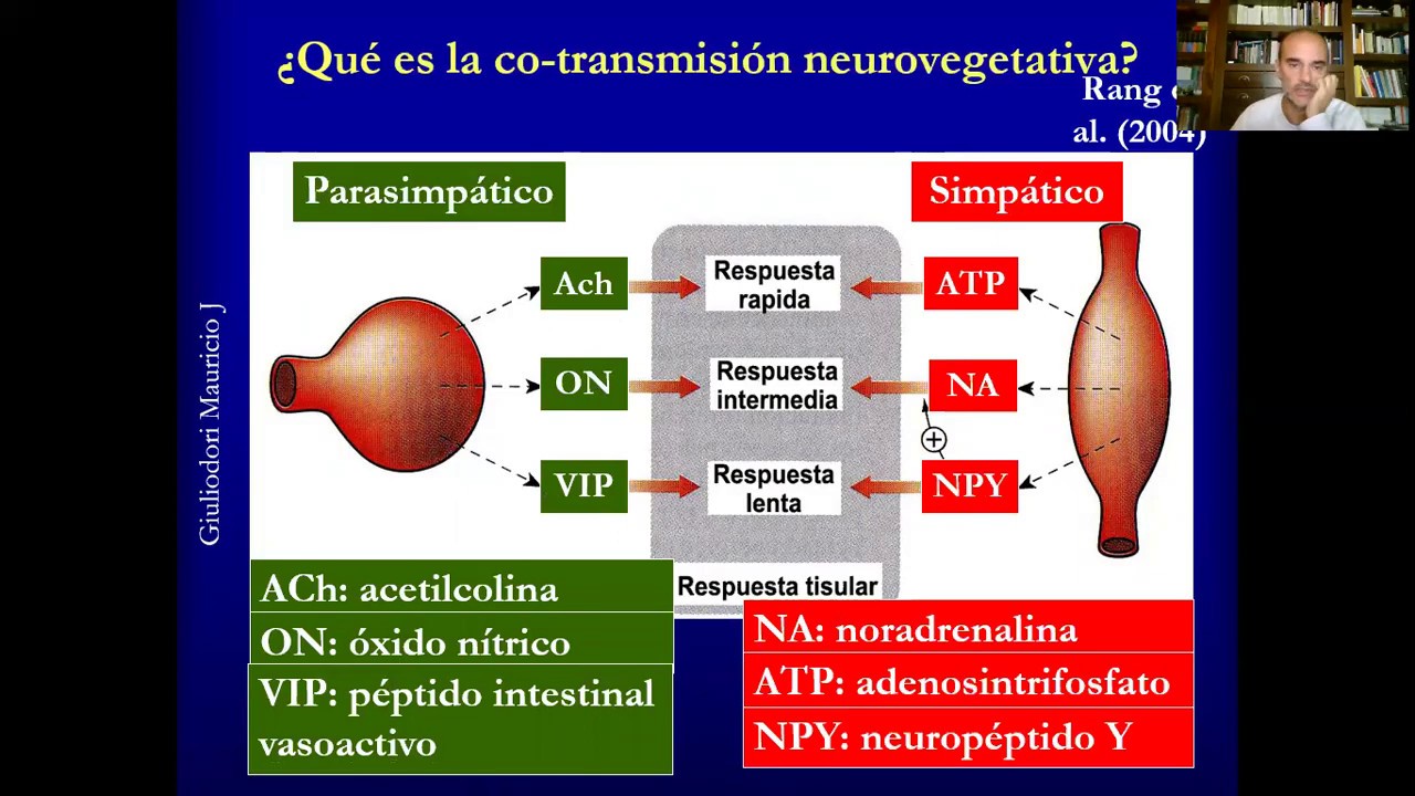 Fisiología del sistema nervioso autónomo (neurovegetativo) rápido y fácil en 40 minutos