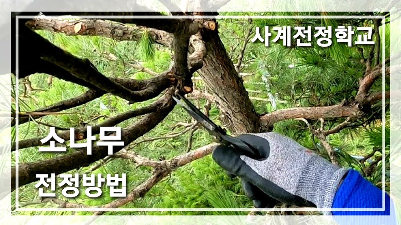 소나무 전정방법    #54사계전정학교