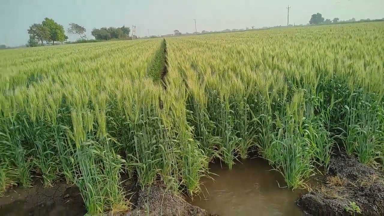 Gajab hai hamari life.                               