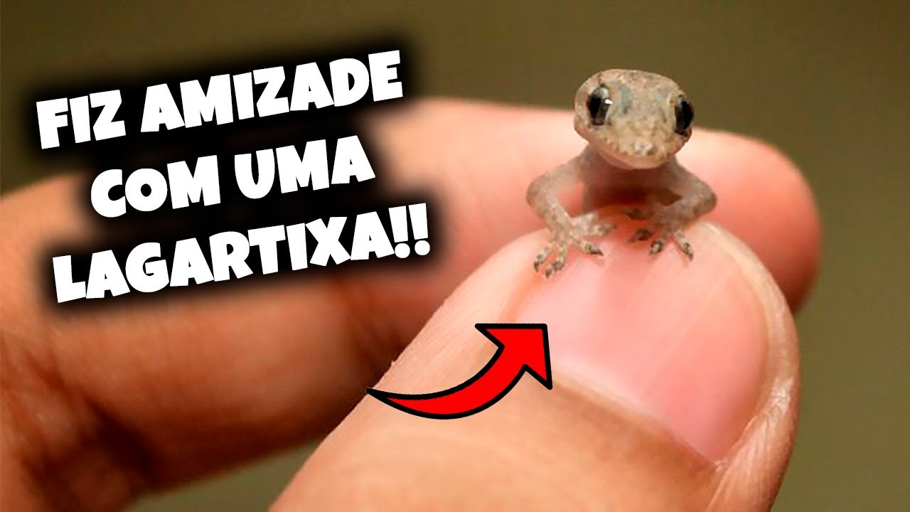 Como FAZER AMIZADE com Uma LAGARTIXA FILHOTE!!