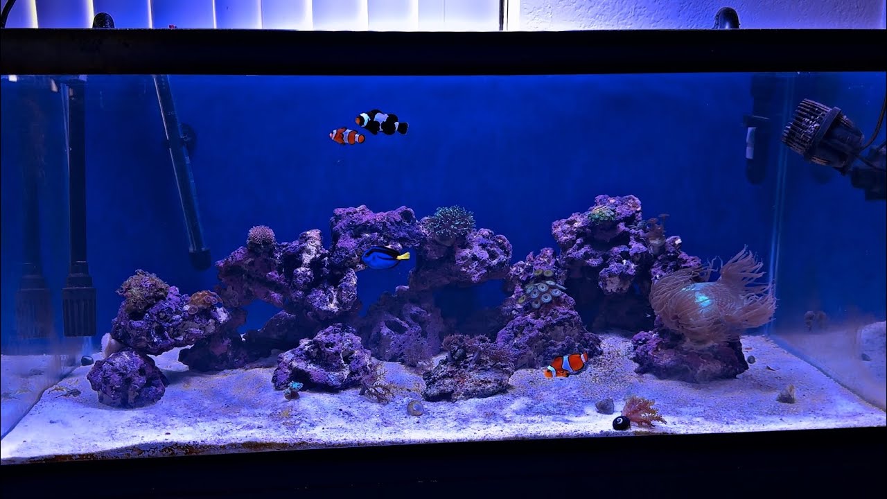 My first saltwater tank setup 3 month update!