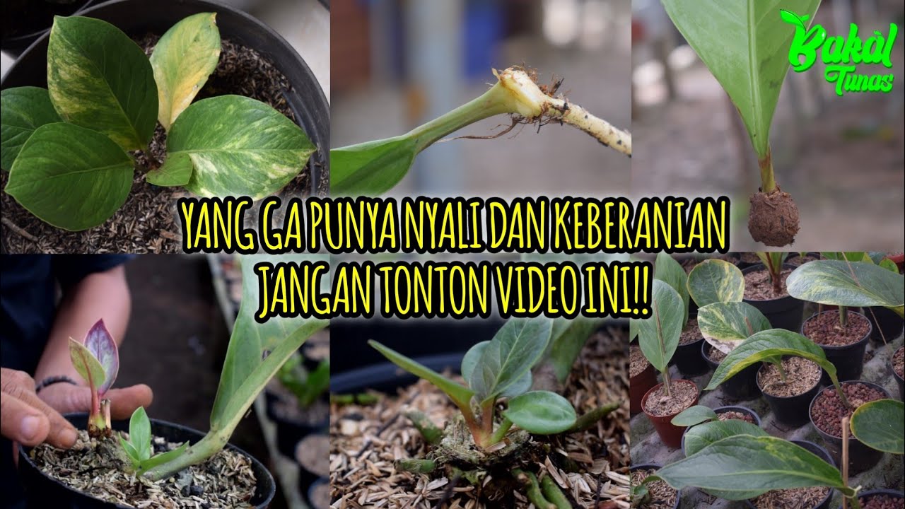TIPS N TRIK⁉️CARA PERBANYAKAN VEGETATIF SANG PETANI ANTHURIUM SUKSES
