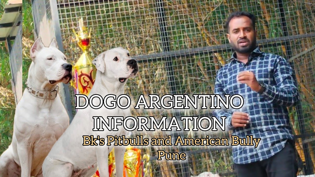 Full Information of DOGO ARGENTINO. For More information Bk's Pitbulls and American Bully Pune