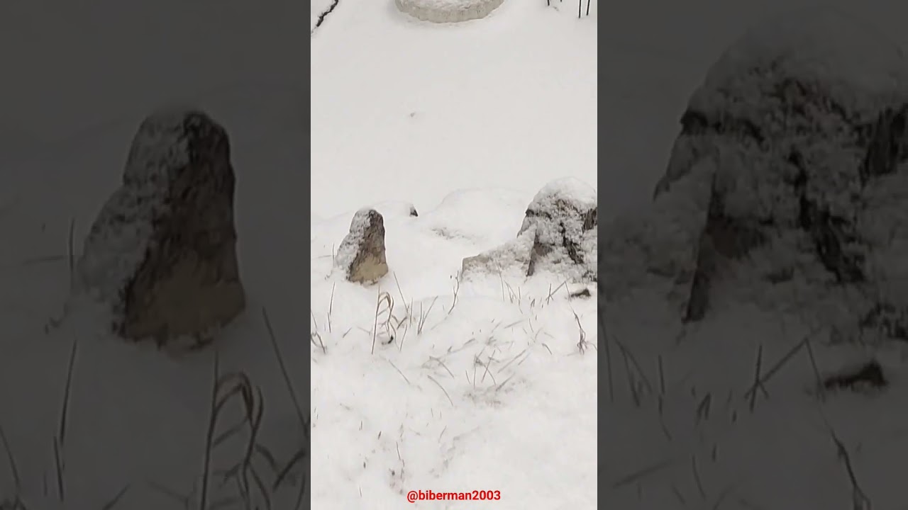 ❄️ Pl&ouml;tzlich winter 🌨️ #schnee #snow #schneefall #schneeflocken #winter #biberman2003