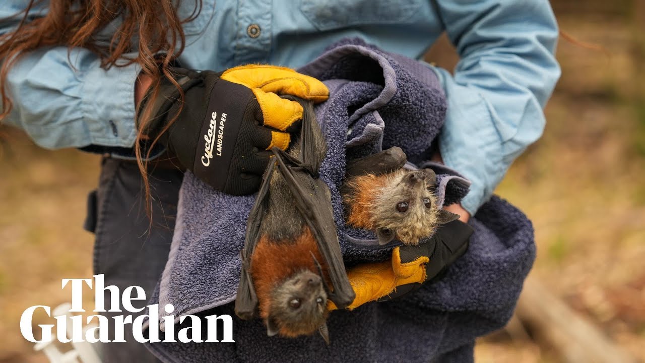 Heatwave kills thousands of flying foxes across south-east Australia
