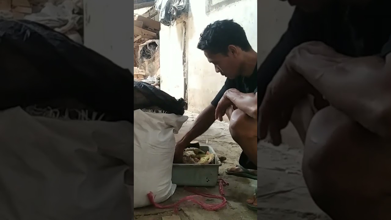bikin Pakan Maggot Bsf dari limbah pasar, limbah kelapa #maggotbsf #blacksoldierfly #budidayamaggot