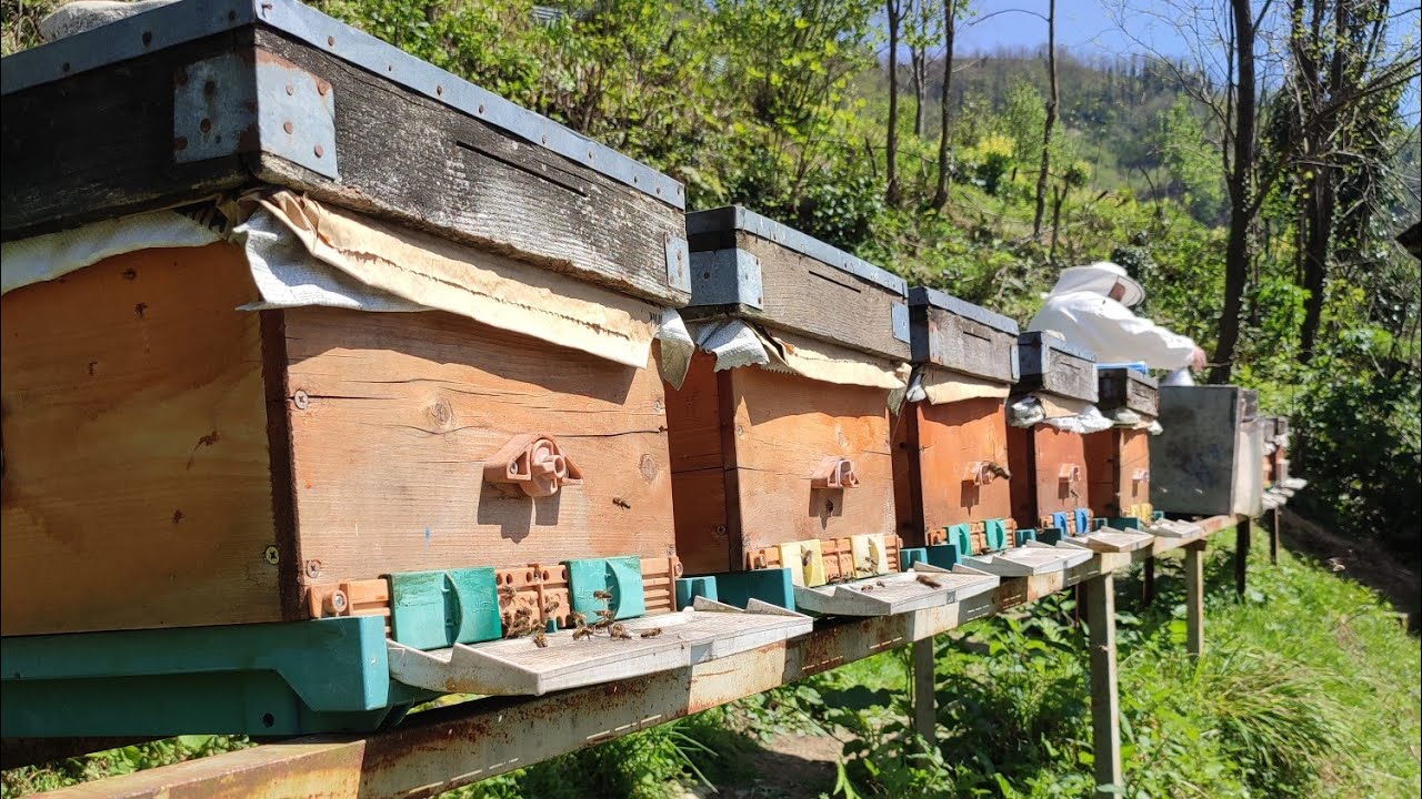 Kafkas arısı bal sezonuna hazırlanıyor ( aşkın çakmak arılığı) #kafkasarısı #bee #honey