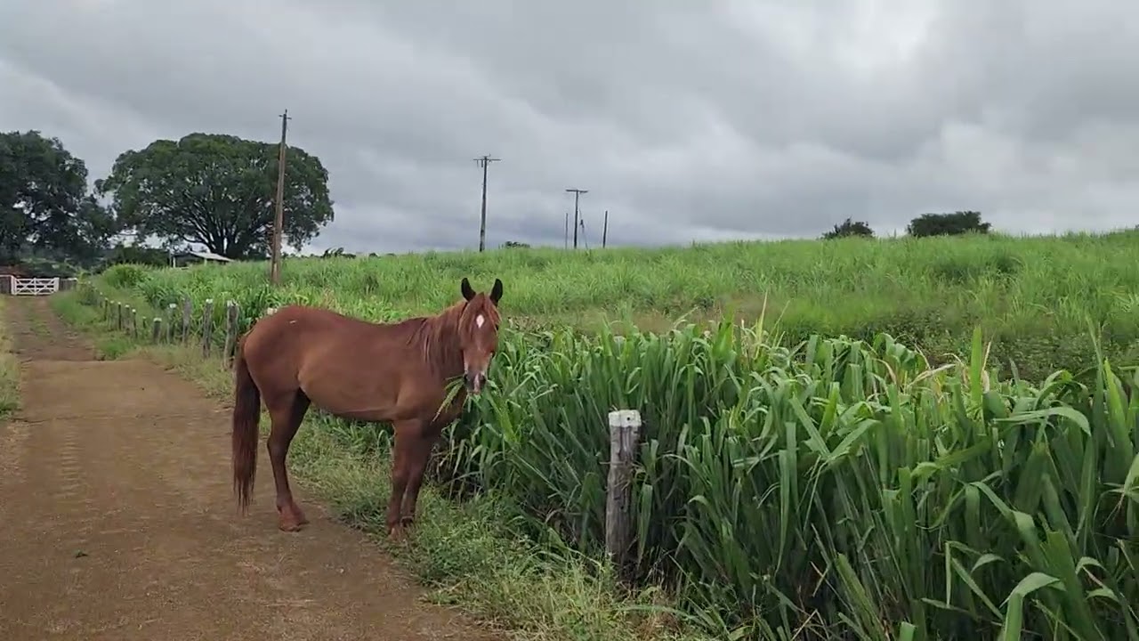 Zona rural!  Condado norte minas gerais 