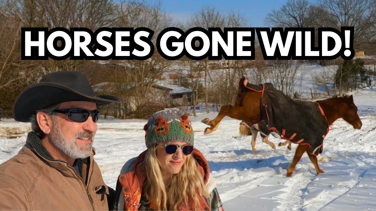 They Were EXCITED To Be OUT Of The BARN! | Animals Went WILD!!! | Rambling