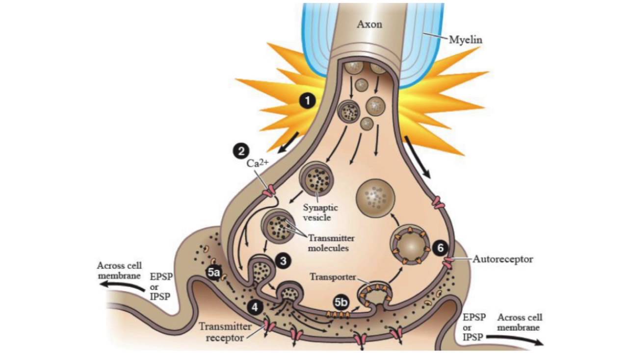Your Brain on Drugs, UA Science Caf&eacute; Series, Michael Heien