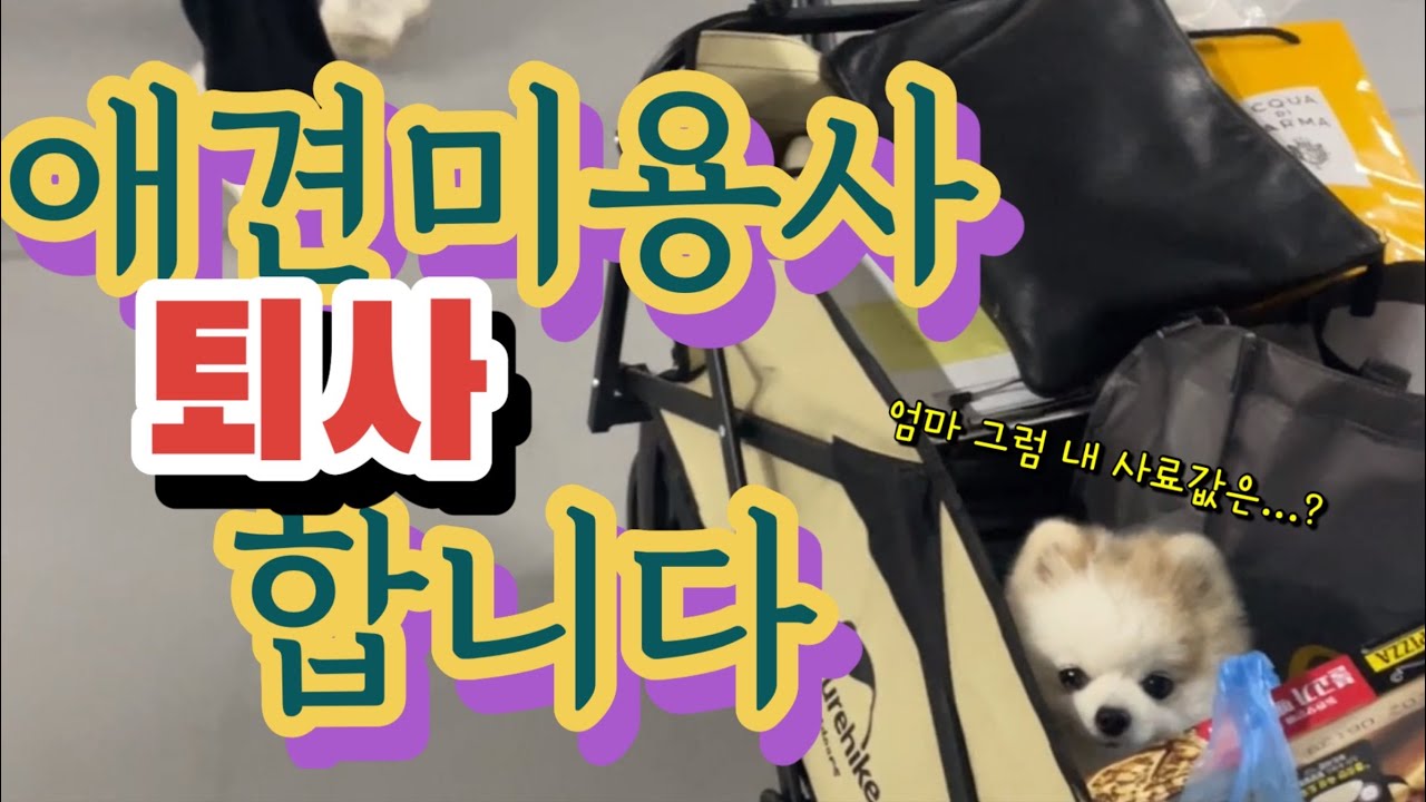 퇴사하고 나에게 남은거라곤...ㅣ애견미용사ㅣ퇴사브이로그ㅣ낙곱새