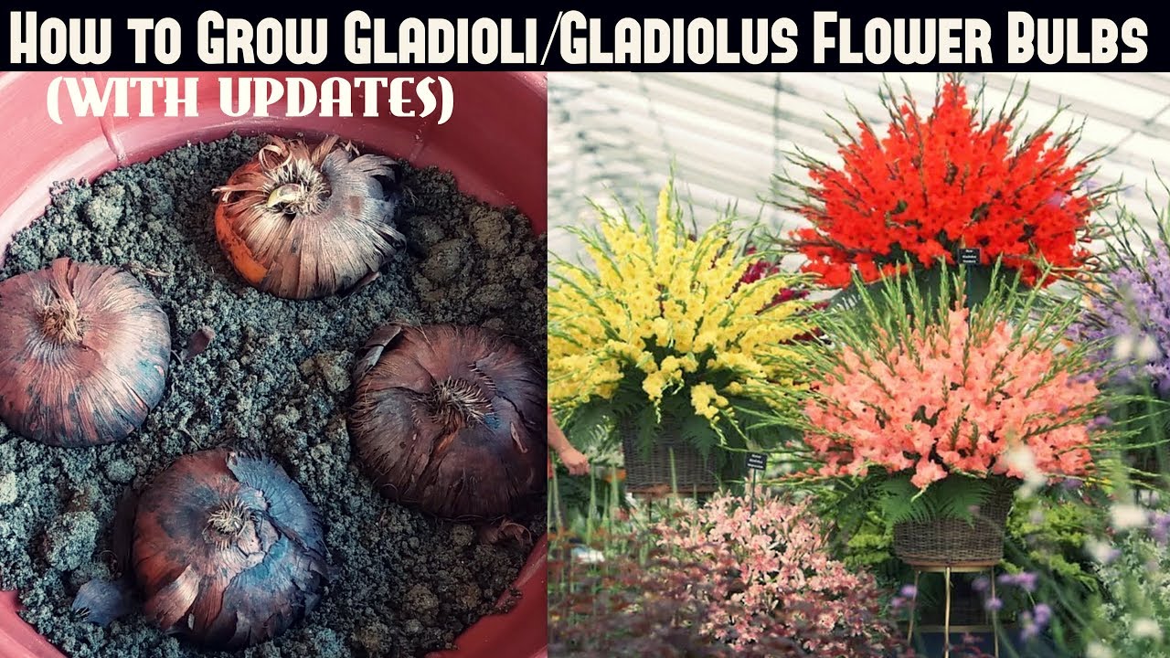 How to Grow Gladioli/Gladiolus Flower Bulbs (FAST N EASY)