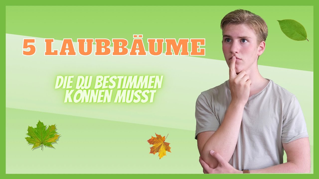 5 Laubb&auml;ume f&uuml;r Anf&auml;nger zum Bestimmen | natural life education