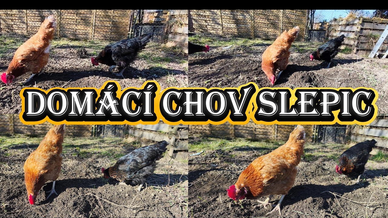 ( 191 ) 1. března 2026 - Herding chickens in the morning and afternoon