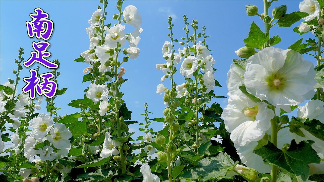 Blooming hollyhock flowers and hydrangea in the Rice Fields. 