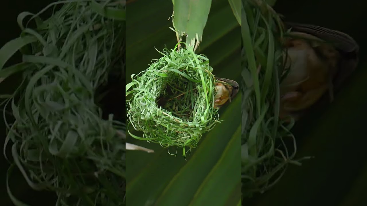 Golden bird build nest 🪺 