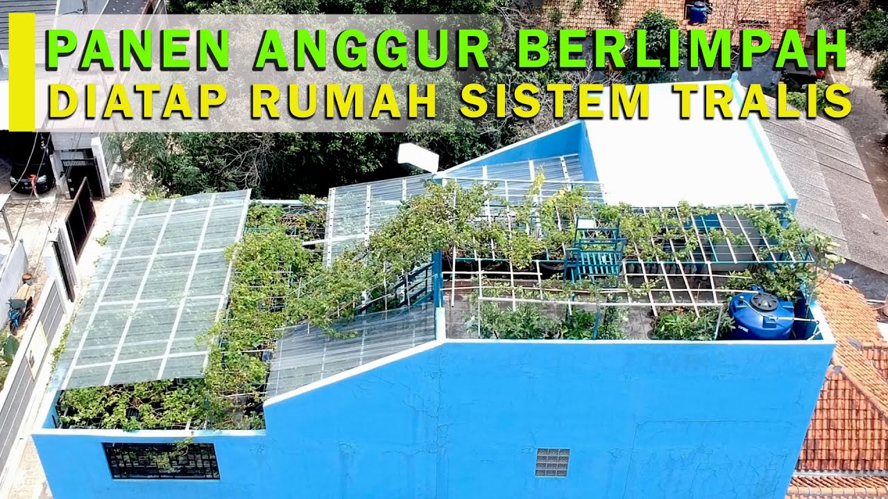 INSPIRASI : CERITA SUKSES TANAM ANGGUR DIATAP RUMAH SISTEM TRALIS, TERBUKTI BUAH MELIMPAH