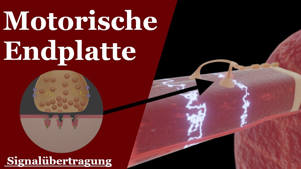 Motorische Endplatte in 3 MINUTEN verstehen | Signalübertragung (chemische Synapse)