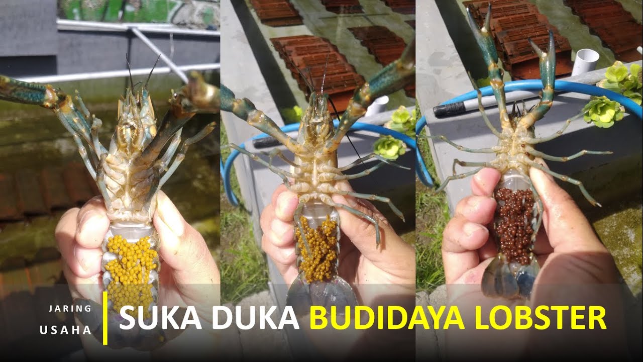 Suka Duka Budidaya Lobster Air Tawar