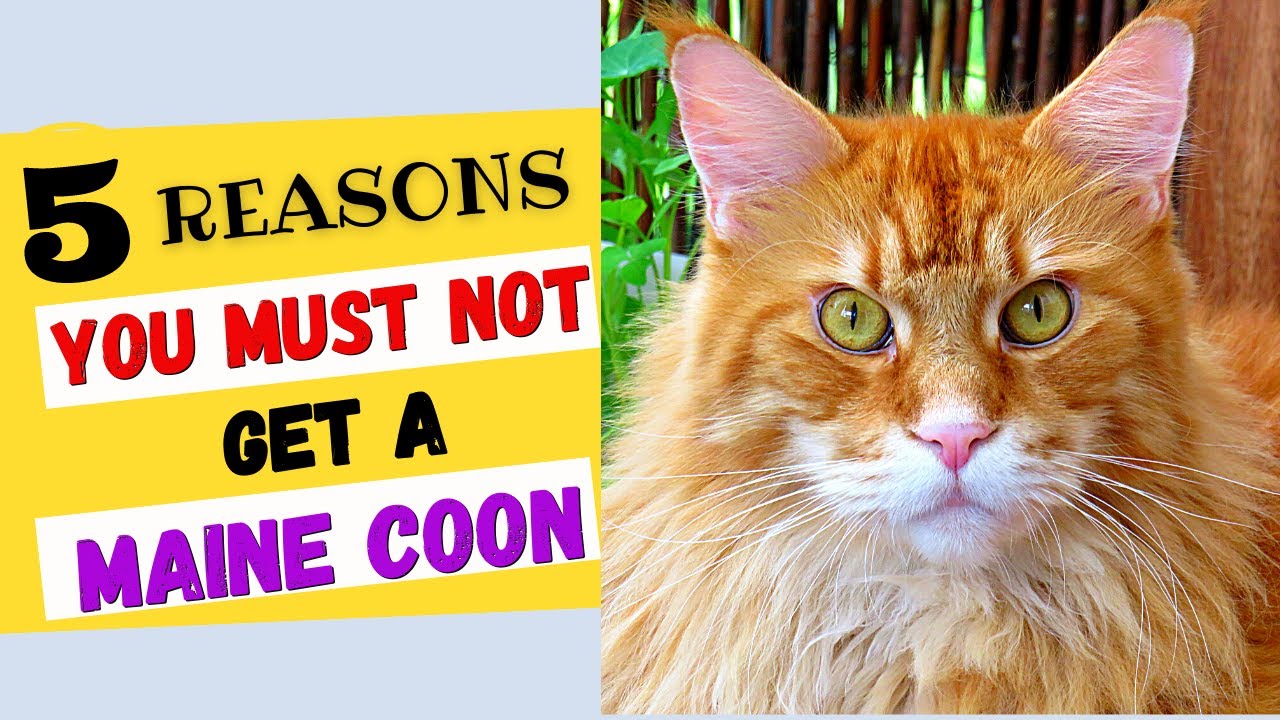 Maine Coon Cat: 5 Reasons Why You Shouldn't Get a Maine Coon!