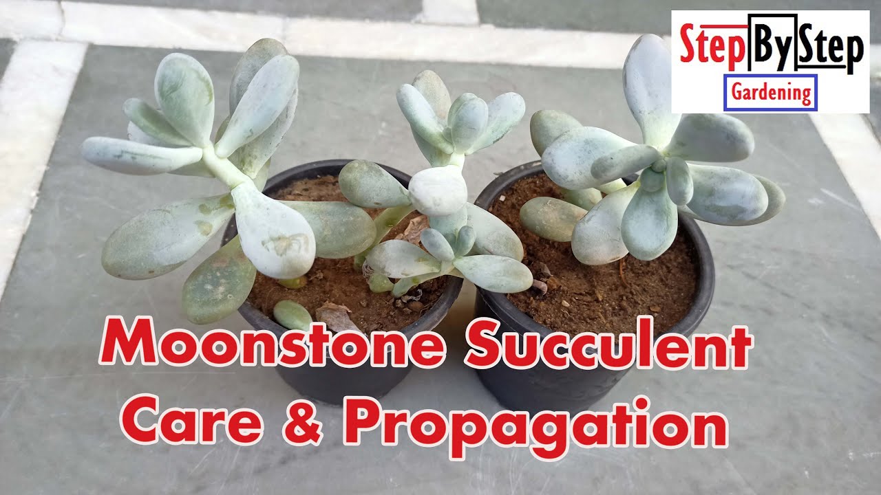 Moonstone Succulent Complete care and propagation/How to grow and care Moonstone