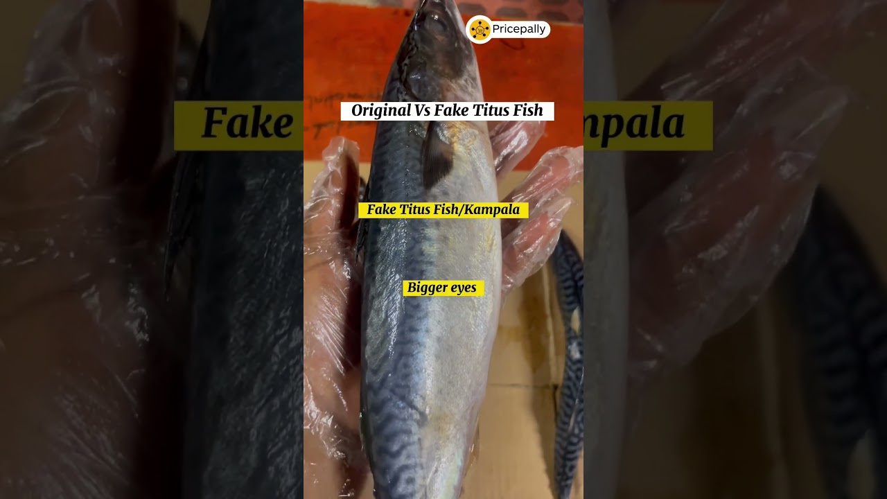 Original Vs Fake Titus Fish?There&rsquo;s no fake or original Titus fish.
