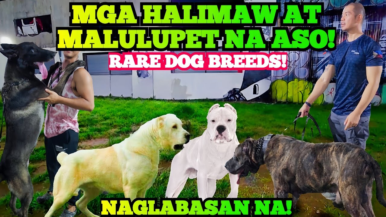 PRESA CANARIO, ALABAI DOG, DOGO ARGENTINO! CANE CORSO ATBP! GRABE! NAKAKAGULAT ANG MGA ITSURA NILA!