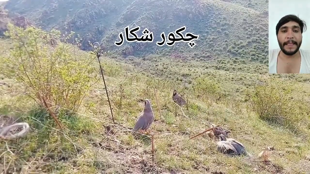 Chakor ka shekar kese hota hi klik klik da zark awaz  Chakor ka hunting #nature#hunting#Chako#world 
