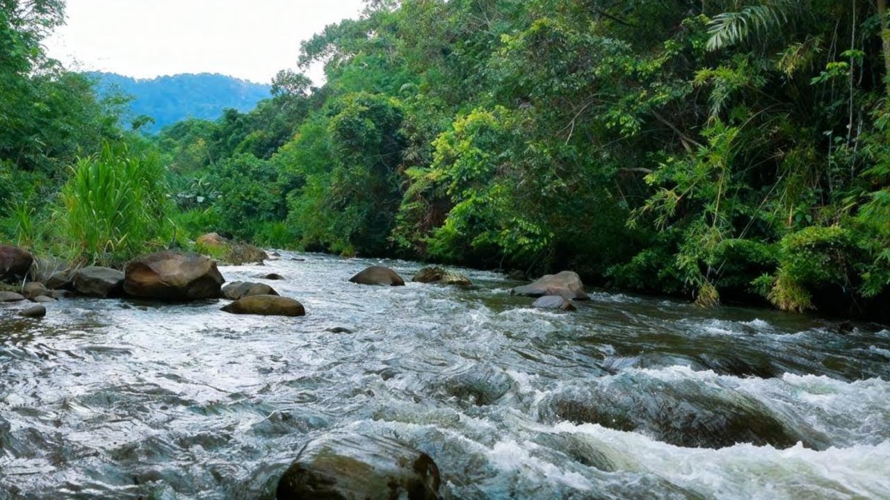 NATURE ASMR LIVE, FLOWING RIVER, RELAX, MEDITATE, SLEEP