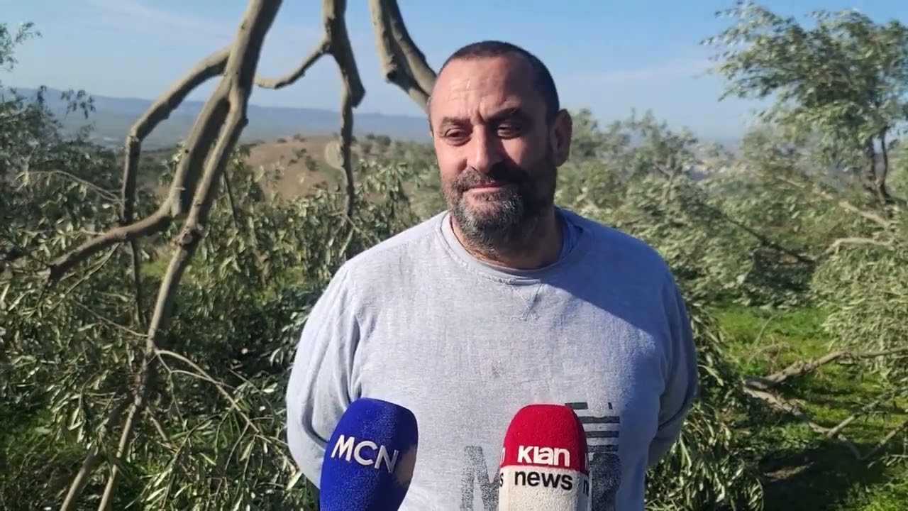 I prenë 350 rrënjë ullinj, qytetari në Lushnje: Këtu as punohet, as jetohet më
