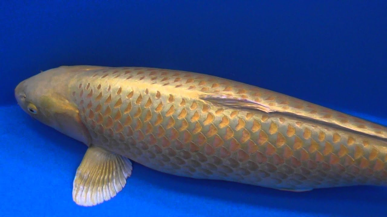 2016 All Japan Koi Show Best in Variety Winners