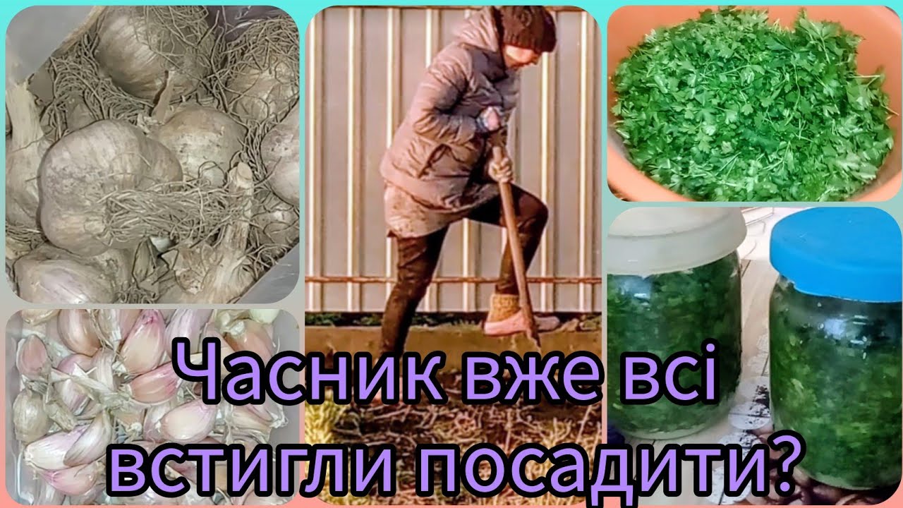 Це тільки у мене так? Саджу часник від 