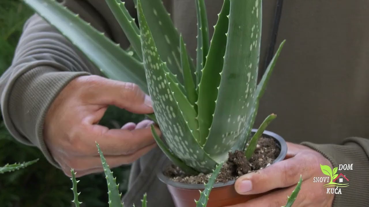 ALOE VERA -  ČUDESNA BILJKA KOJU MORATE IMATI U SVOM DOMU!