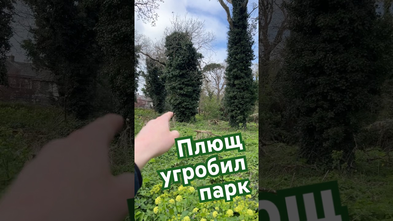 Халатность ирландцев к природе.