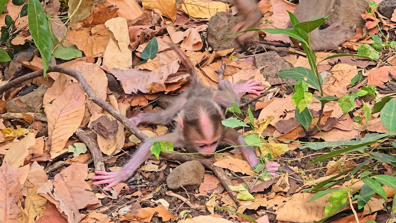 Most emotionally ! Monkey mum leaves new powerless baby on the ground  & free him to toodle