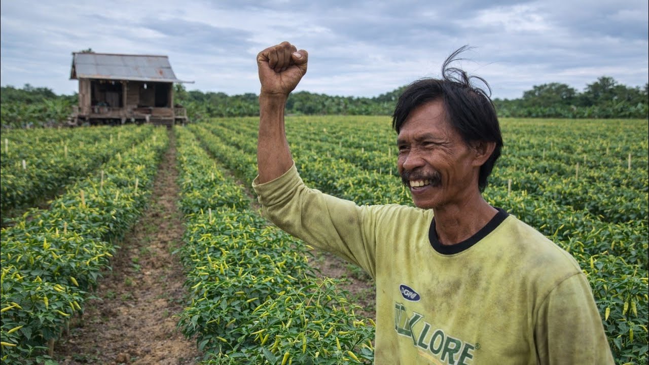 TANAM 2500 CABE, PAK KASTURI PERLUAS LAHAN GARAPAN, CAPAI MIMPI SEBAGAI CEO PERTANIAN KALIMANTAN