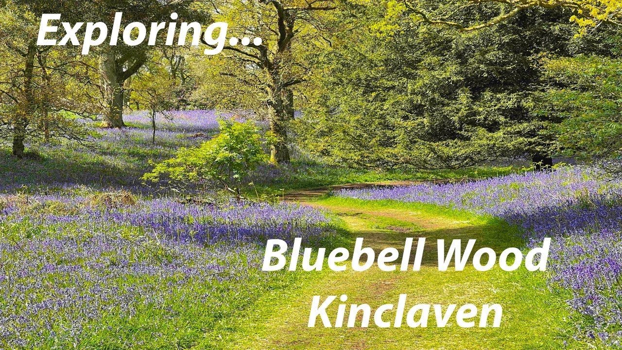 Bluebell Wood, An Epic Spectacle at Kinclaven, Perth and Kinross, Scotland
