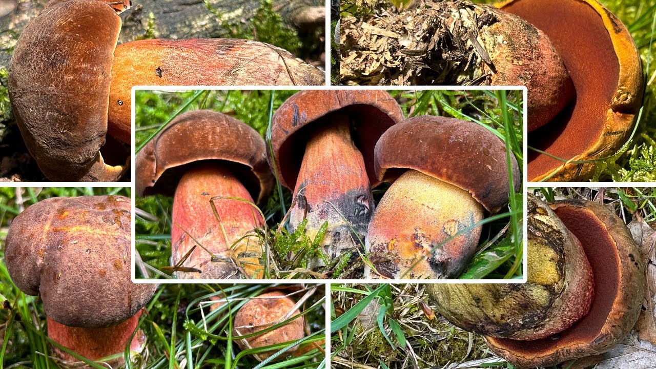 Hexenröhrlinge sammeln | Flockenstieliger Hexenröhrling, Schusterpilz, Neoboletus erythropus