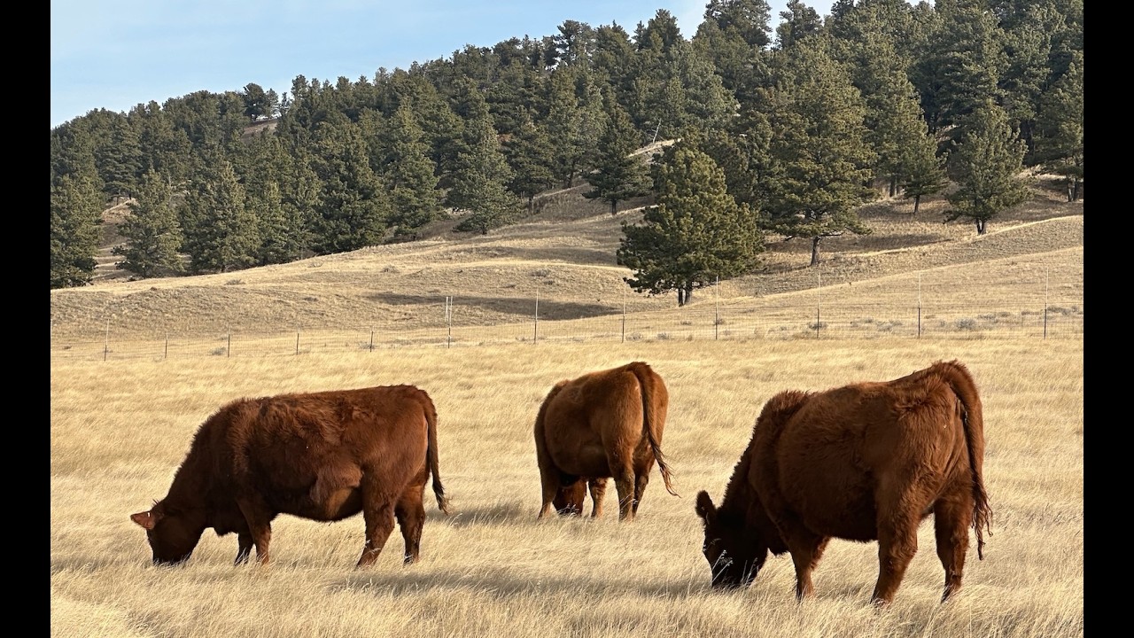 Premium Red Angus Bred Heifers Lot 52 | Harlowton, Montana | ConneXion Livestock
