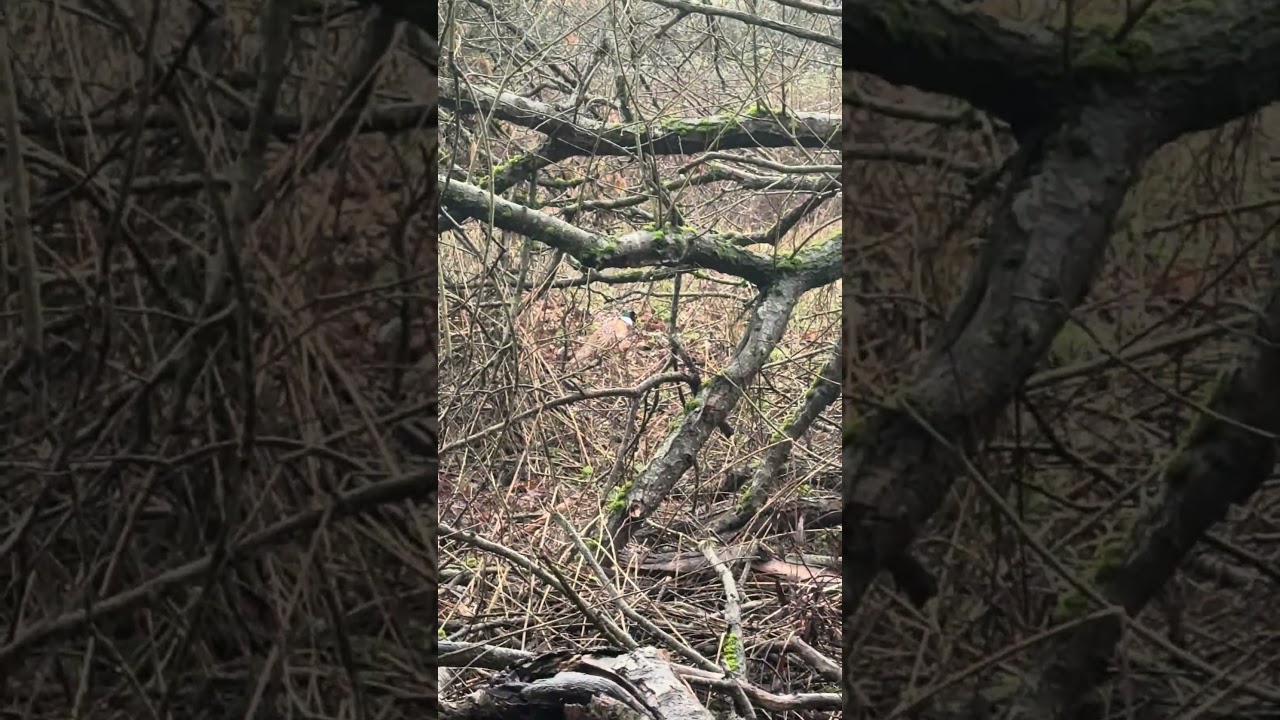 Pheasant roaming the woods 