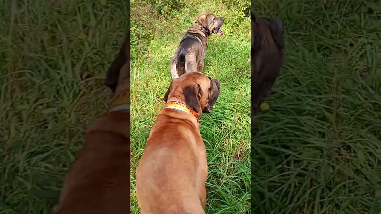 CANE CORSO Italiano mastiff ballade en forêt