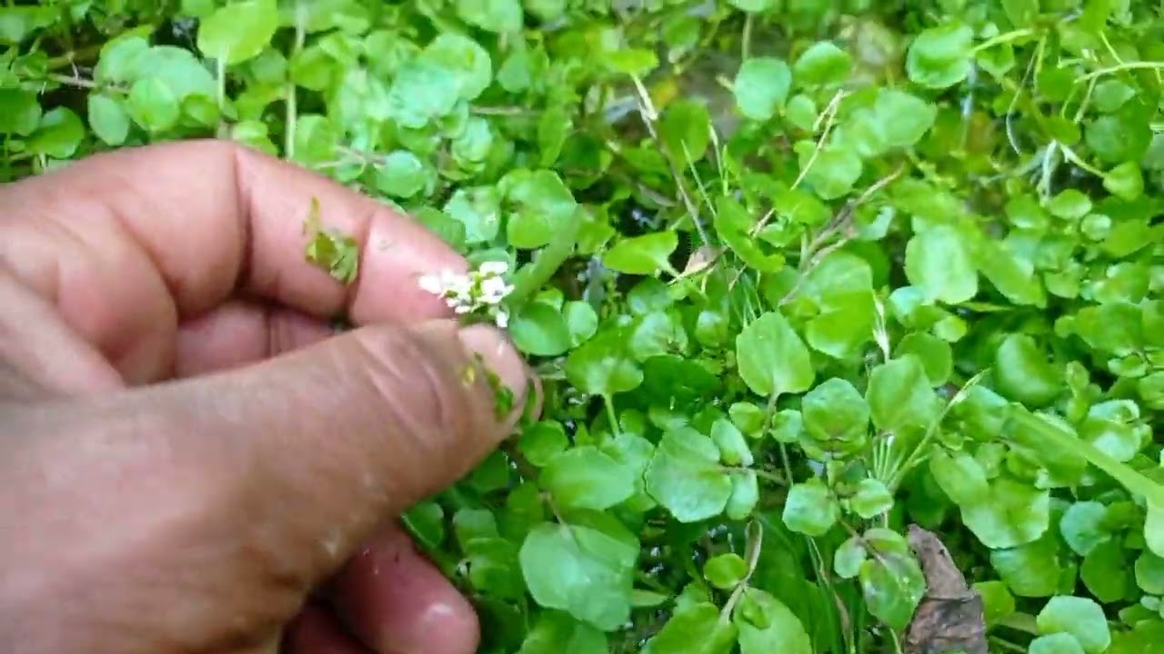 sima rayo.ropne tarika khane tarika.