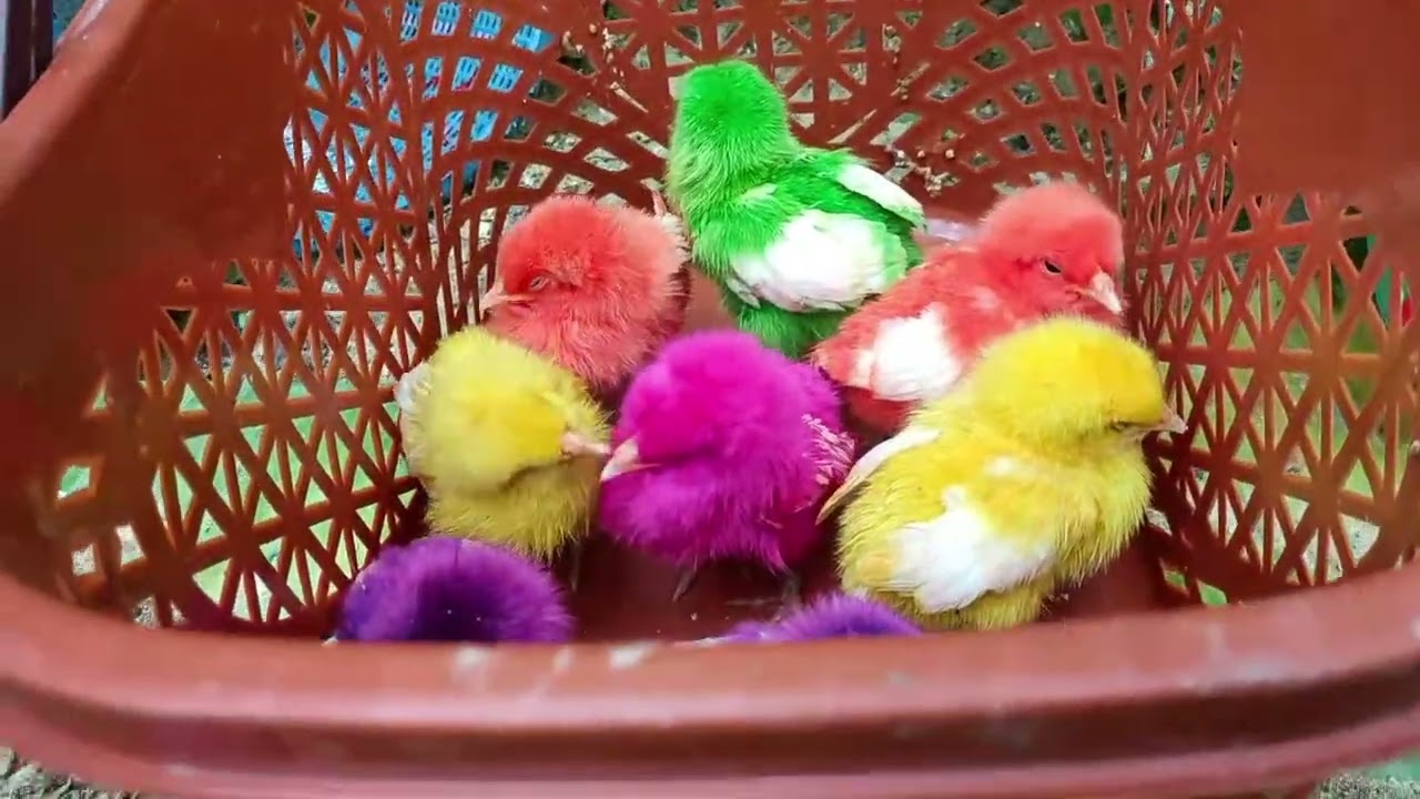 Menangkap ayam lucu, ayam warna warni, ayam rainbow, bebek, angsa, ikan hias, ikan cupang, Kelinci