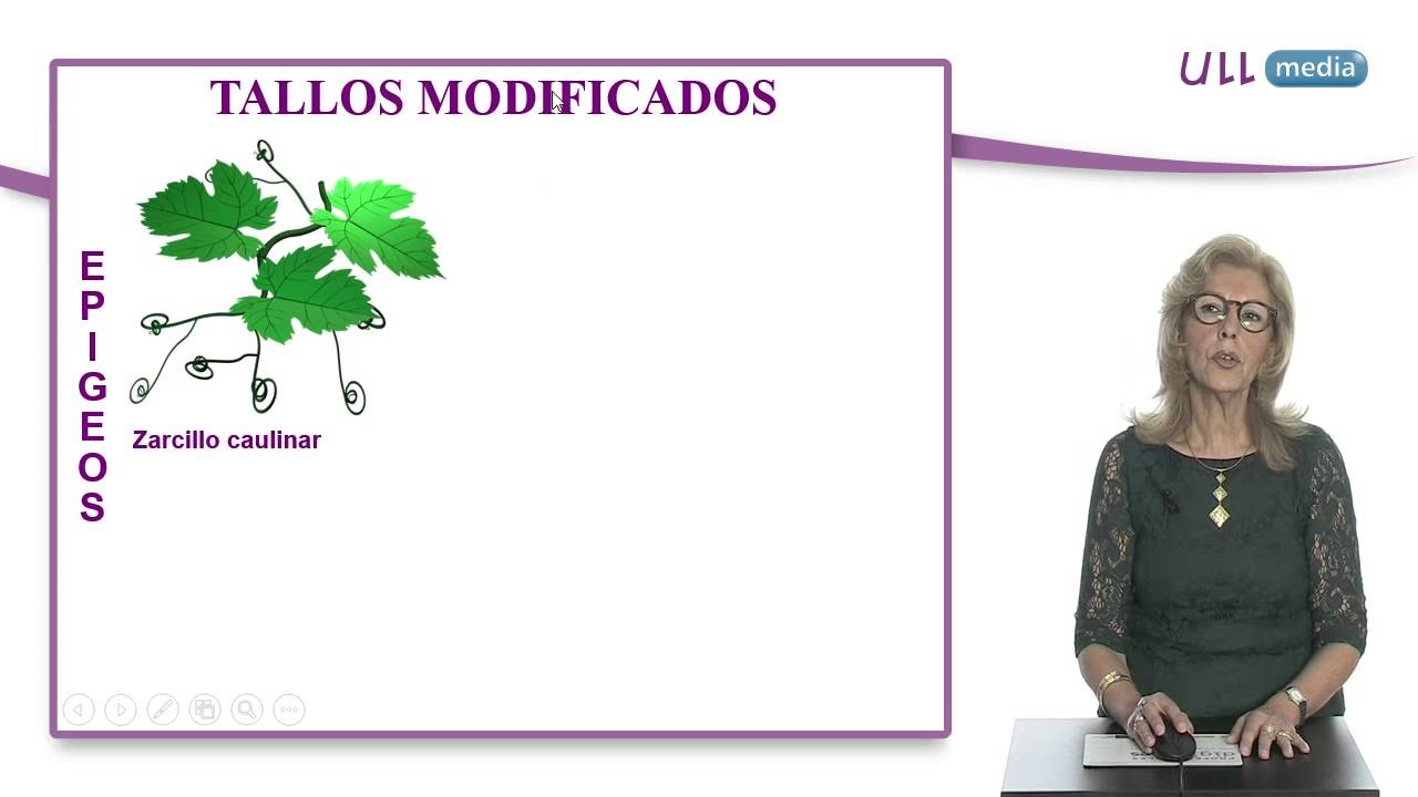 Morfología de espermatófitos. El tallo