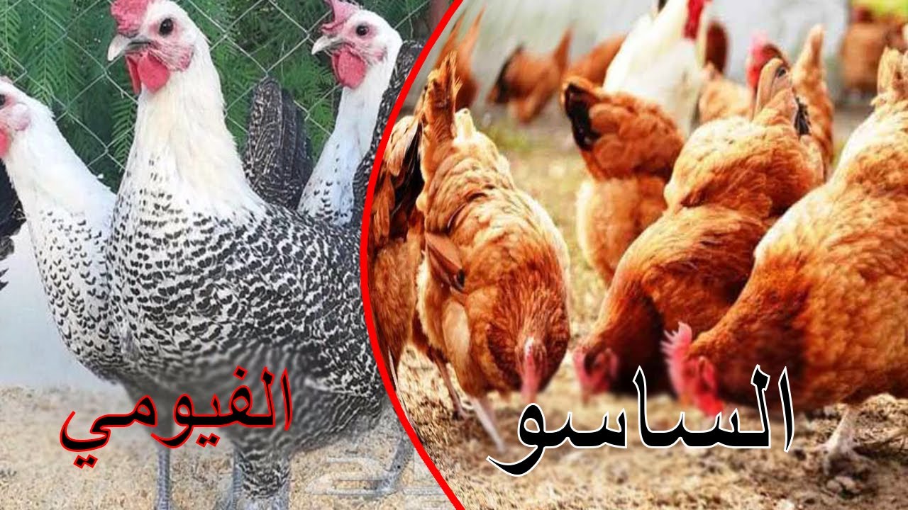 كل ما يخص الفراخ  الفيومي والساسو والفرق بينهم (السعر_الوزن _العمر)