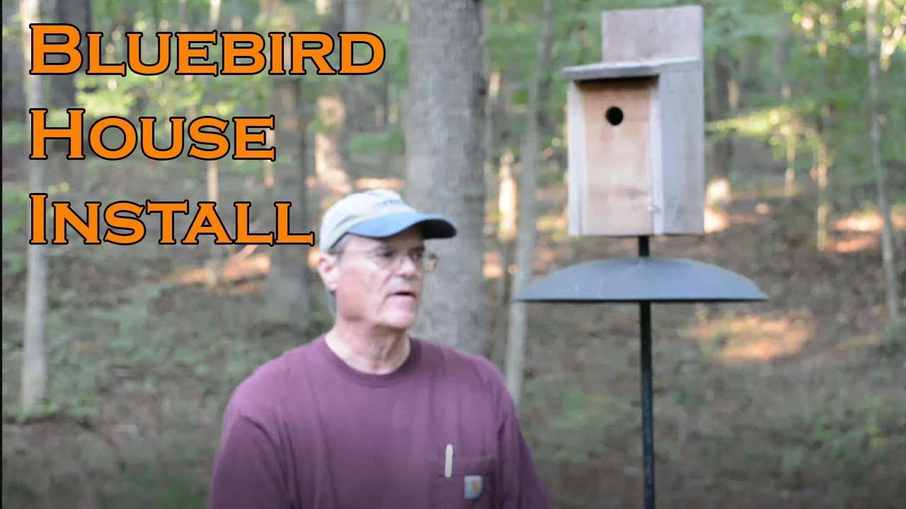 Установка домиков Bluebird House и чем мы отличаемся от большинства.