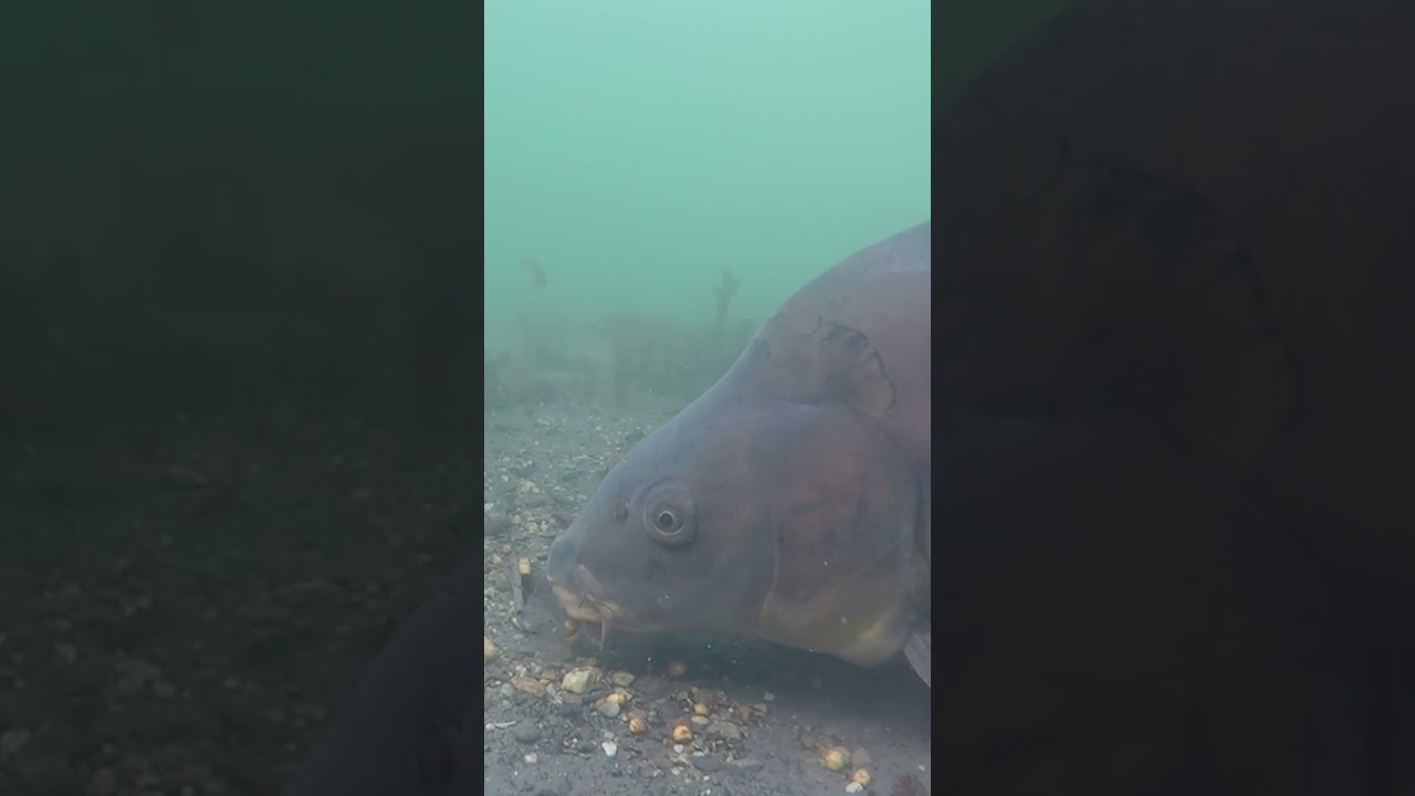 I Lost My Personal Best Carp Underwater